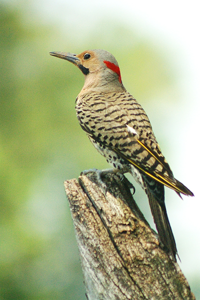 Northern Flicker