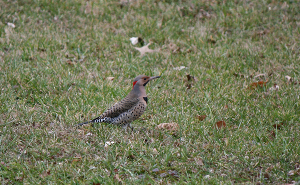 Northern Flicker