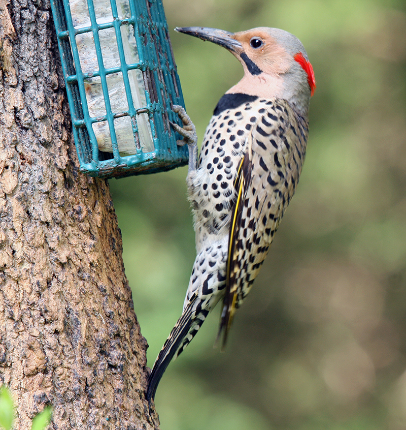 Northern Flicker