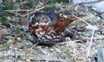 fox sparrow