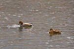 gadwall