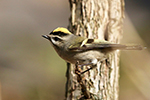 golden-crowned kinglet