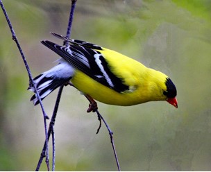 American Goldfinch