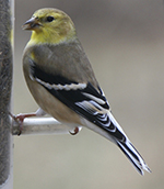 american goldfinch