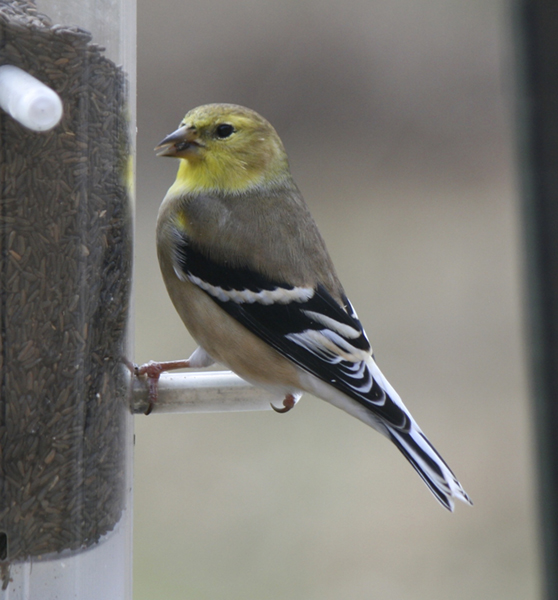 American Goldfinch