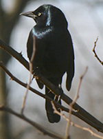 common grackle