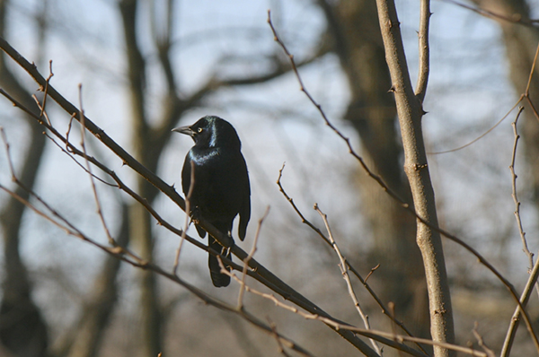 Common Grackle