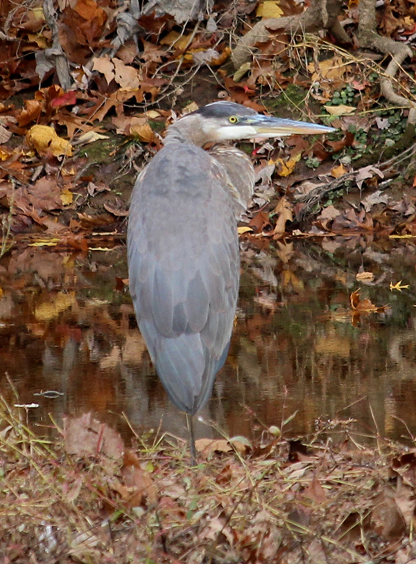 Great Blue Heron