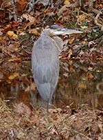 great blue heron