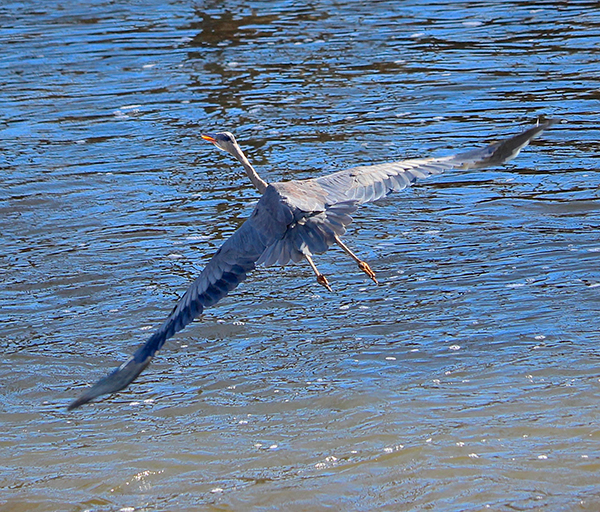 Great Blue Heron