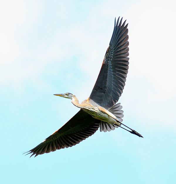 Great Blue Heron