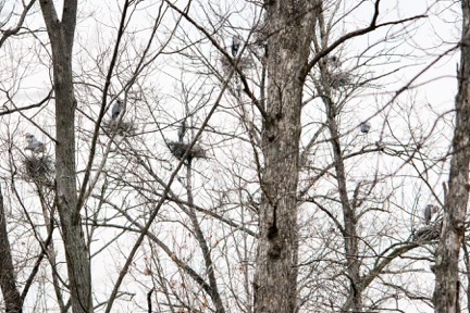 Great Blue Heron