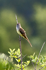 Great Crested Flycatcher