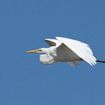 great egret