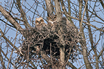 great horned owl