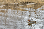 green-winged teal