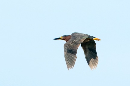 Green Heron