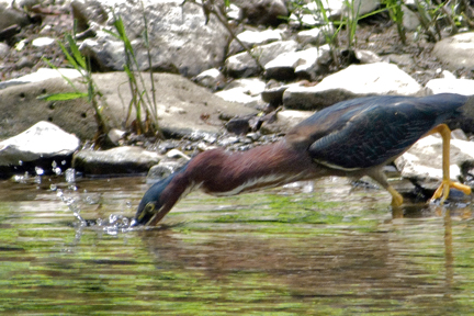 Green Heron