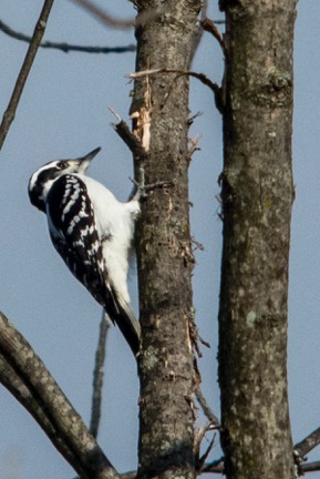 Hairy Woodpecker