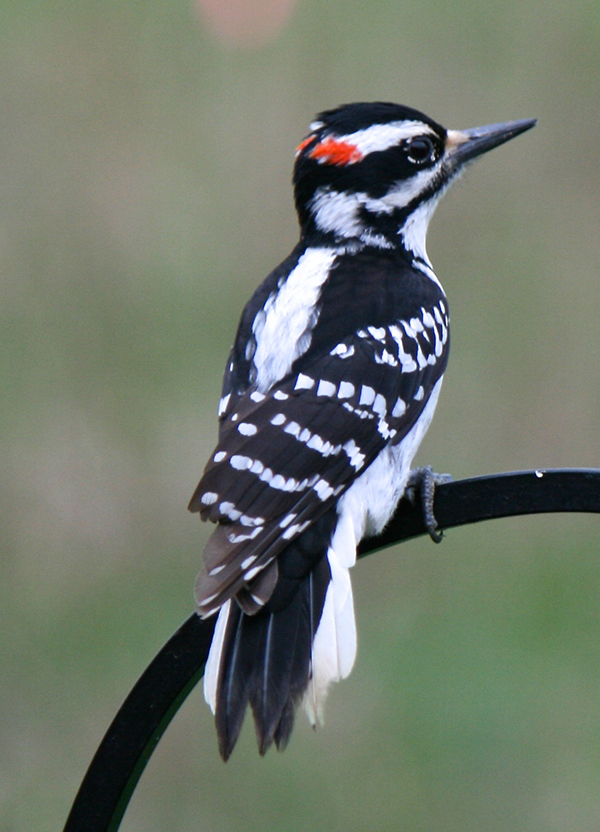 Hairy Woodpecker