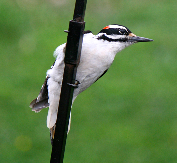 Hairy Woodpecker