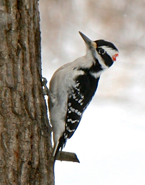 Hairy Woodpecker