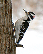 hairy Woodpecker