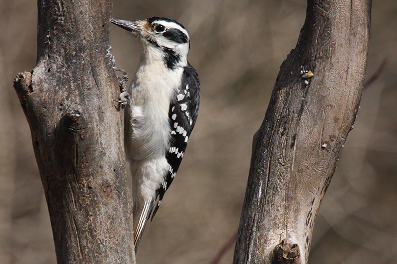 Hairy Woodpecker