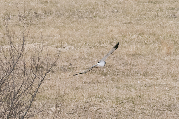 Northern Harrier