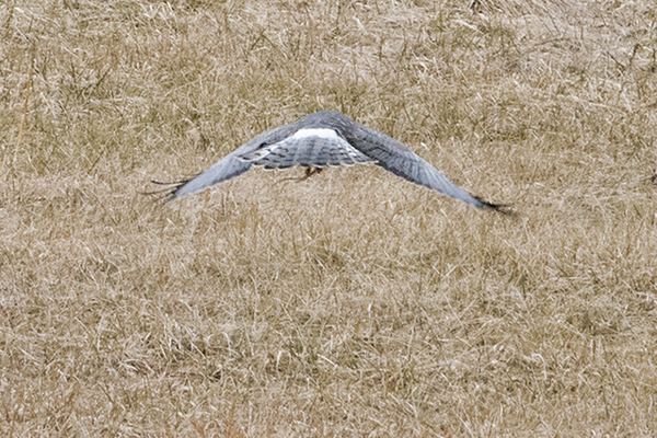 Northern Harrier