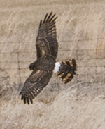 northern harrier