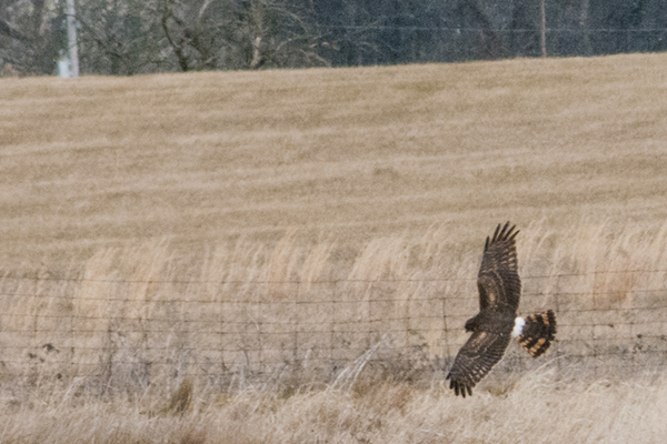 Northern Harrier