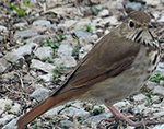 hermit thrush