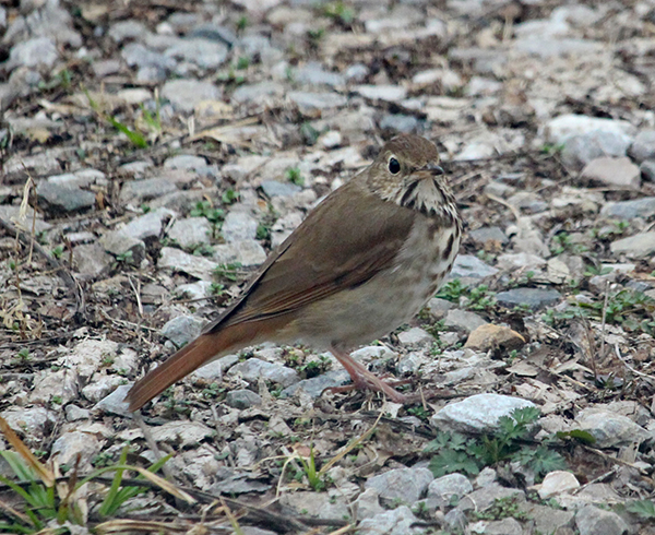 Hermit Thrush