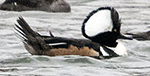 hooded Merganser