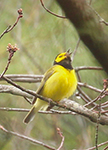 Hooded warbler