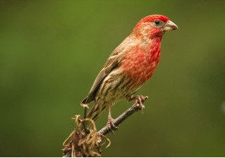 House Finch