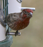 house finch