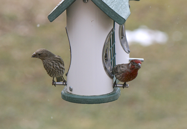 House Finch