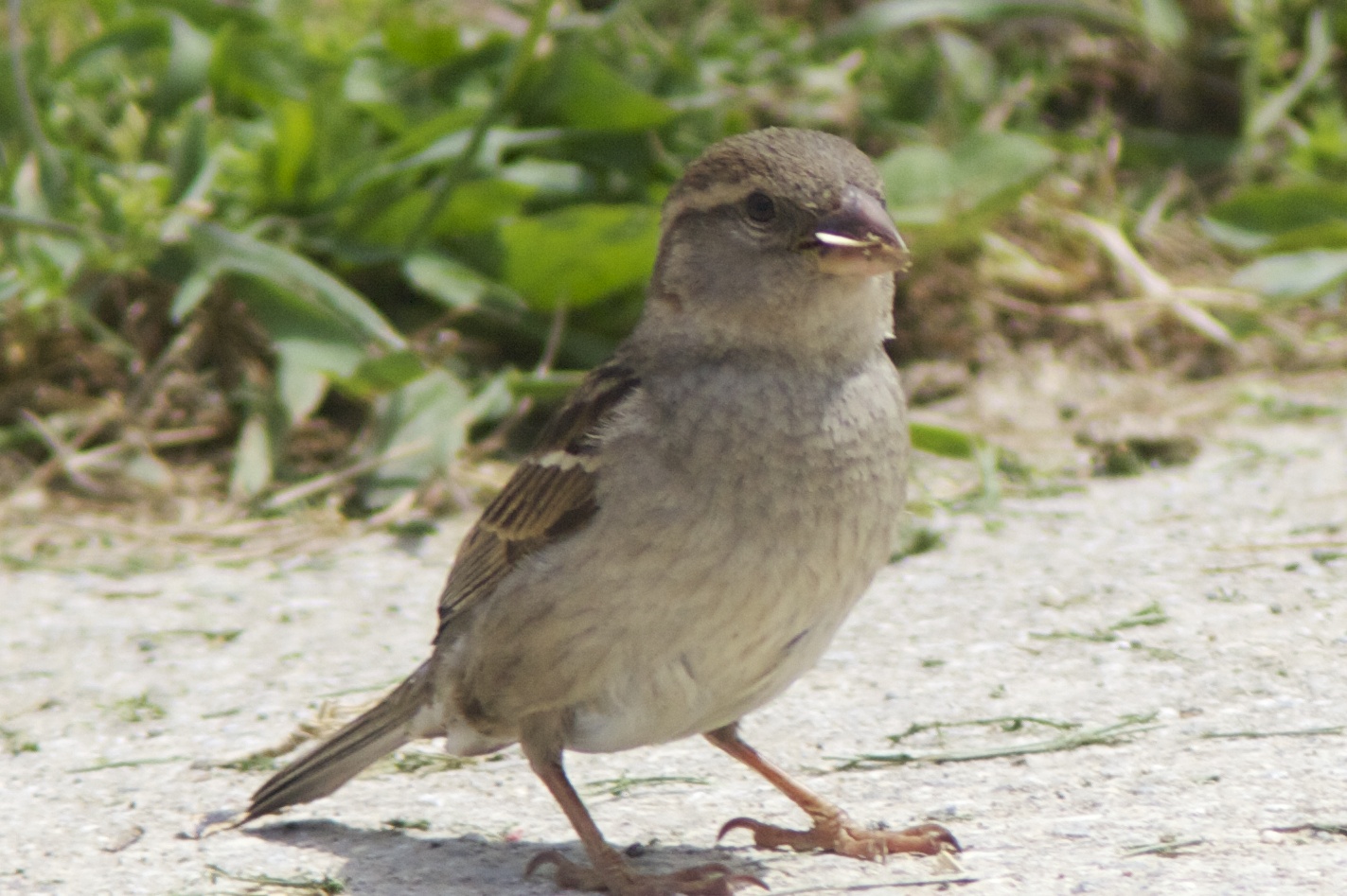 House Sparrow