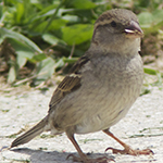 house sparrow