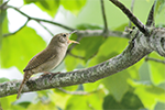 house wren