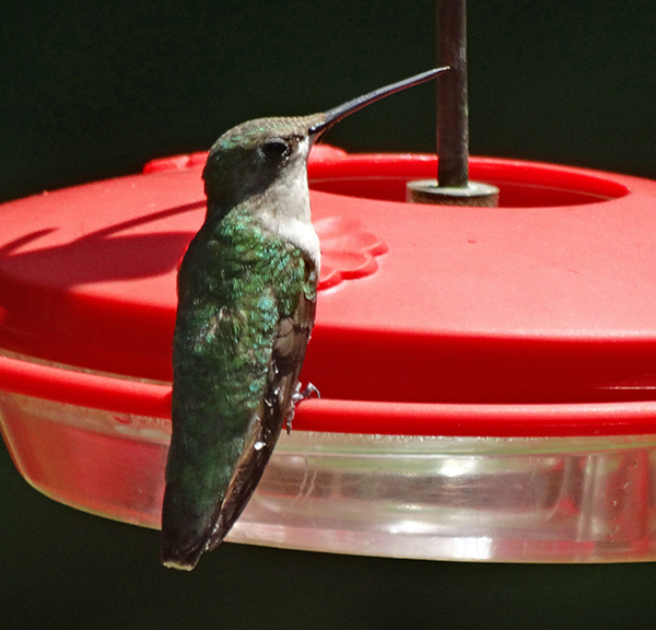 Ruby-throated Hummingbird