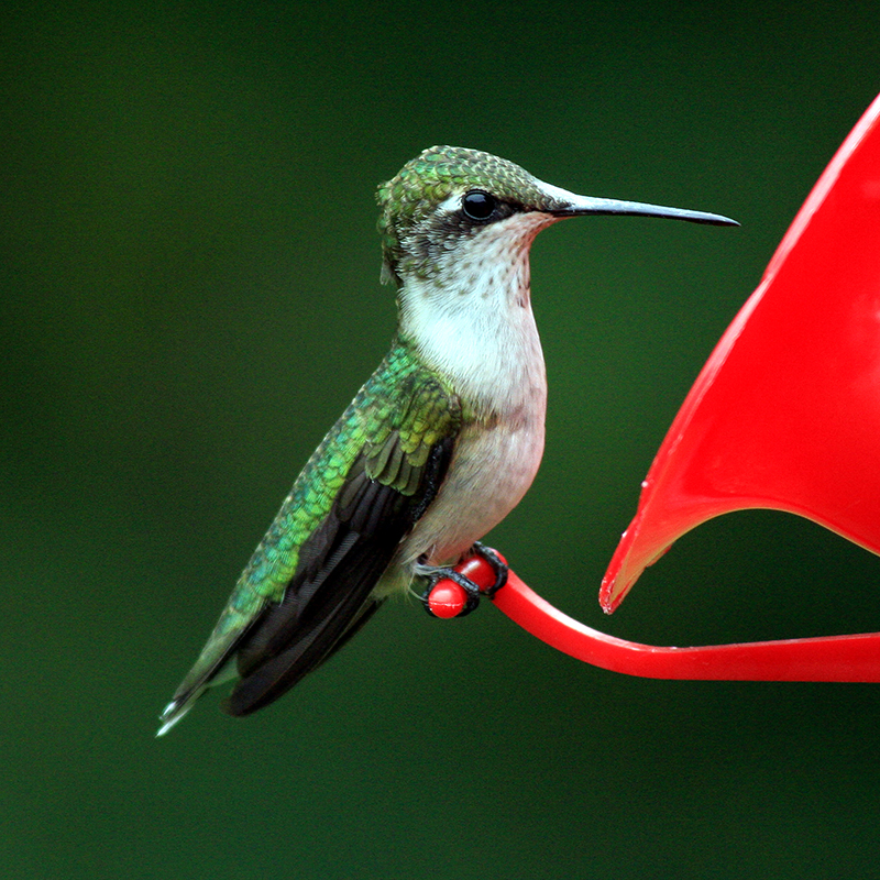 Ruby-throated Hummingbird