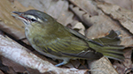 red-eyed vireo