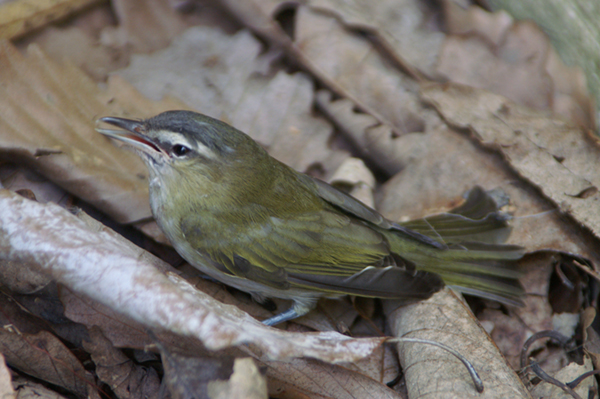 Red-eyed Vireo