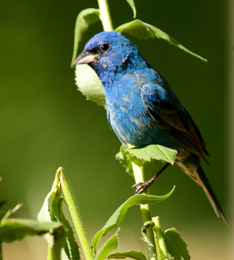 Indigo Bunting