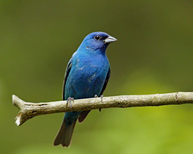Indigo Bunting
