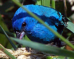 indigo bunting