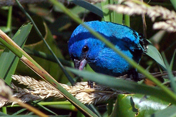 Indigo Bunting